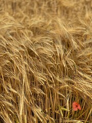 Getreidefeld mit Mohnblume