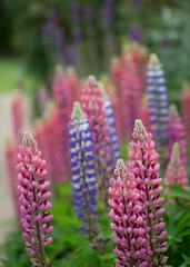 Lupins ( Lupins ) in full bloom in the flower borders of Rousham House & Gardens in Oxfordshire