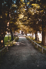 small road with trees around it