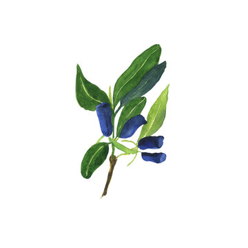 One honeysuckle branch with blue berries and leaves isolated on white background. Watercolor hand drawing illustration. Loncera edulis or honeyberry. Perfect for card, poster, cover, healthy food.