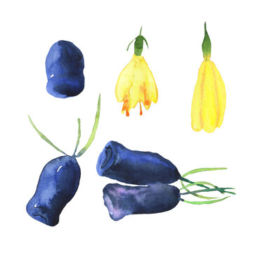 Set of honeysuckle blue berries and flowers isolated on white background. Watercolor hand drawing illustration. Loncera edulis or honeyberry. Perfect for card, poster, cover, summer food. Clip art.