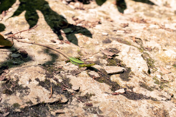 Closeup macro shot of a small lizard on the sunny sand ground