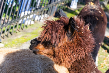 Alpaca on the catwalk at the zoo. Animals, attractions for children while visiting the zoo.