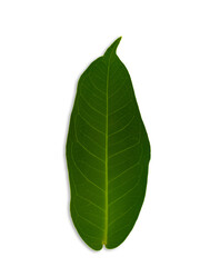 Leaves of rose apple isolated on a white background