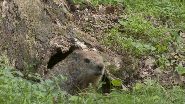 Groundhog Looks For Danger As Coming Out From Tree Stump Burrow
