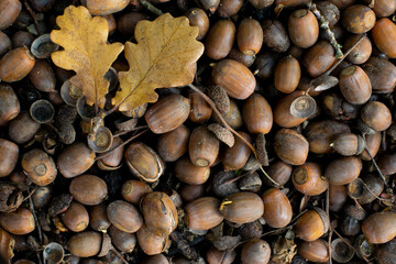 Background of acorn seeds from Oak tree on forest floor with yellow oak leaves fairy cups and twigs. Acorns sprouting splitting and decomposing © John B Hewitt