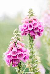 English Foxgloves ( digitalis ) in the formal walled garden at Rousham House and Gardens, Oxfordshire.