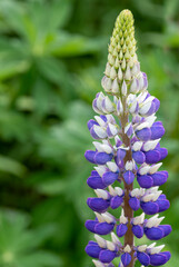 Lupins ( Lupins ) in full bloom in the flower borders of Rousham House & Gardens in Oxfordshire