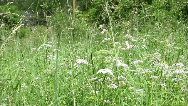 Halbfettwiese mit Gierschbl&uuml;te und vielen Gr&auml;sern, Wiesenwirtschaft f&uuml;r Heugewinnung