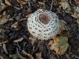 Agaricus campestris squamosus mushrooms