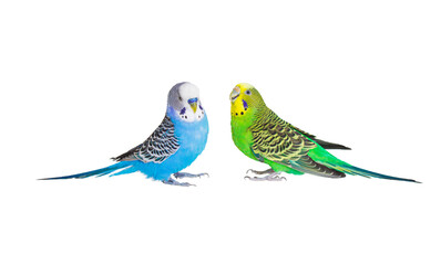 Two parrots with magnificent plumage sit opposite each other