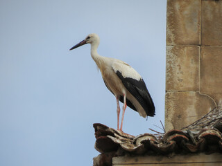 stork animal of class Aves (birds)
