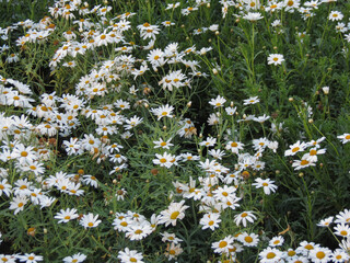 white oxeye daisy flower