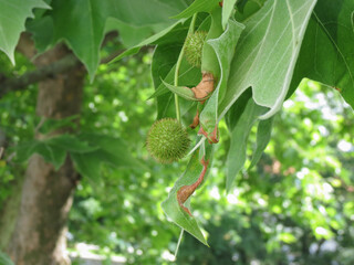 horse-chestnut or conker tree