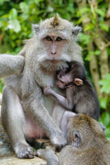Gray macaque monkey sits with cub among other relatives and looks at the camera against the background of green forest. The baby monkey is pressed against the breast of his mother. Mother and child