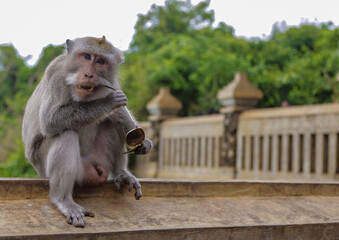 Gray macaque monkey holds and nibbles sunglasses. Shooting a summer day in Bali © Sergei