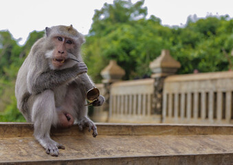Gray macaque monkey holds and nibbles sunglasses. Shooting a summer day in Bali