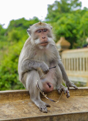 The macaque monkey sits thoughtfully with his eyes closed and holds sunglasses in his paw. Shooting a summer day in Bali, Indonesia