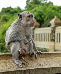 The gray macaque monkey holds glasses in its paw and looks thoughtfully into the distance. Shooting on a sunny day in Bali, Indonesia