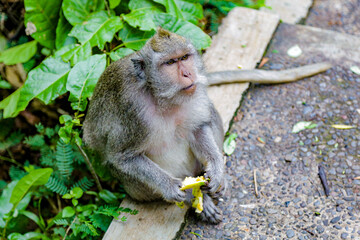 Monkey Macaque sits on board against background of green leaves, holds peel of banana in his hands and carefully looks forward. The mouth is bit dirty in banana crumbs. Shooting in Bali on summer day