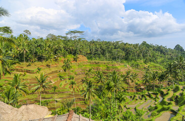 Fototapeta na wymiar Tegallalang Rice Terraces in Ubud is famous for its beautiful scenes of rice paddies involving the traditional Balinese cooperative irrigation system. Shooting on a summer sunny day in Bali, Indonesia