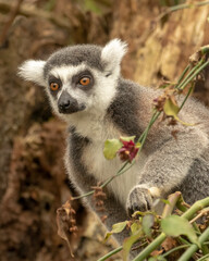 Ring-tailed Lemur,  Lemur catta,  sitting with flower vine looking ahead