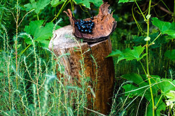 water drops on the tree