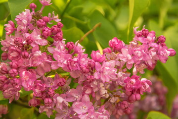 Inflorescence of fragrant bright pink lilacs