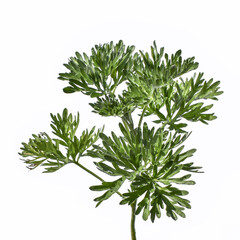 Young green juicy wormwood stalk with lush foliage, close-up, isolated on a white background. Raster clipart of a medical wild Artemisia absinthium plant