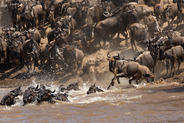 Wildebeests Mara river crossing