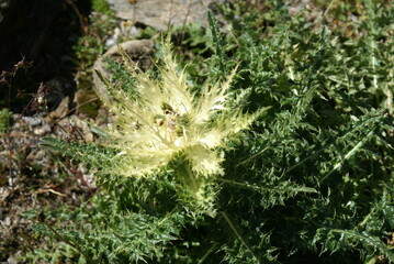 A wild thistle rosette in the Alps