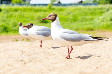 Black-headed Gull, River Gull, Chroicocephalus ridibundus. A group of birds on the beach. River coast. Bird watching, ornithology. A seagull is looking at the camera. Selective focus