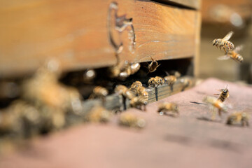 Honeybees fly and leave their beehive in summer
