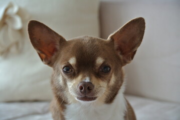 Fototapeta na wymiar Chihuahua