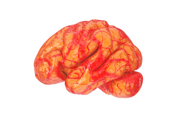 Anatomical Model of Human Brain. 3d Rendering