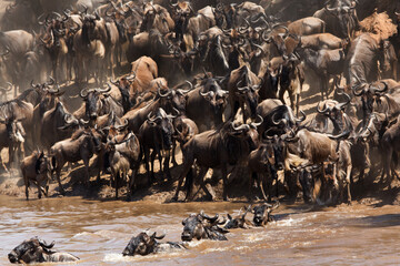 Wildebeests Mara river crossing, Masai Mara