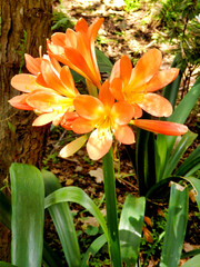 Bush lily (Clivia miniata)  growing on the Island of Madeira