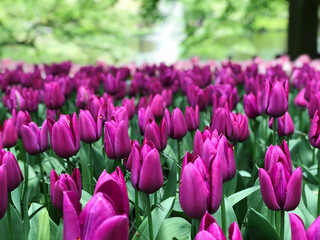 Keukenhof