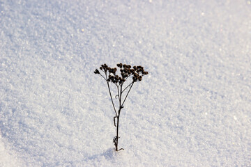 lonely dry flower in silver snow