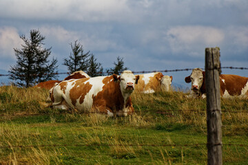 Krowy leżące na pastwisku za drutem kolczastym
