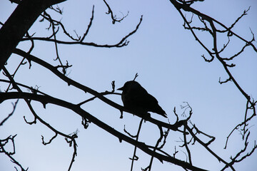 lonely crow sitting on tree branches