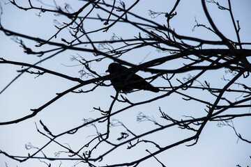 lonely crow sitting on tree branches