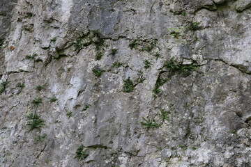 Szara ściana skalna z wyrastającymi roślinami
