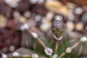 gymnocalycium mihanovichii cactus flower bud