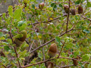 Acorns in a holm oak
