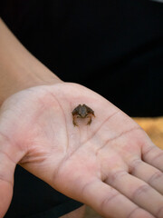 Tiny frog caught in the palm of a hand