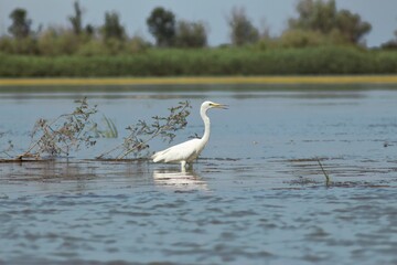Vylkove, Ukraine: The Danube Biosphere Reserve