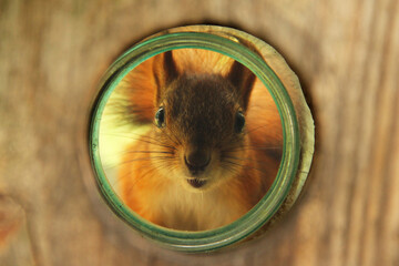 Sciurus. Rodent. A squirrel peeks out of a birdhouse. Beautiful red squirrel looking at the camera © Alena Girya