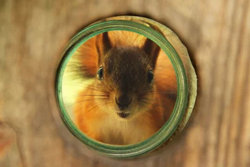 Foto op Canvas Sciurus. Rodent. A squirrel peeks out of a birdhouse. Beautiful red squirrel looking at the camera © Alena Girya