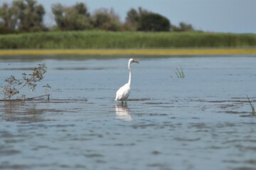 Vylkove, Ukraine: The Danube Biosphere Reserve